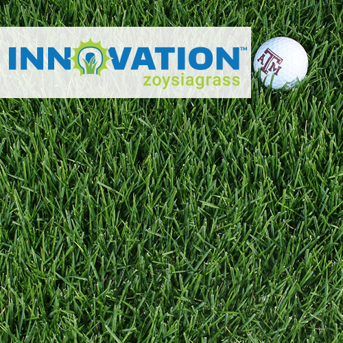 Innovation Zoysiagrass