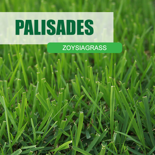 Palisades Zoysiagrass