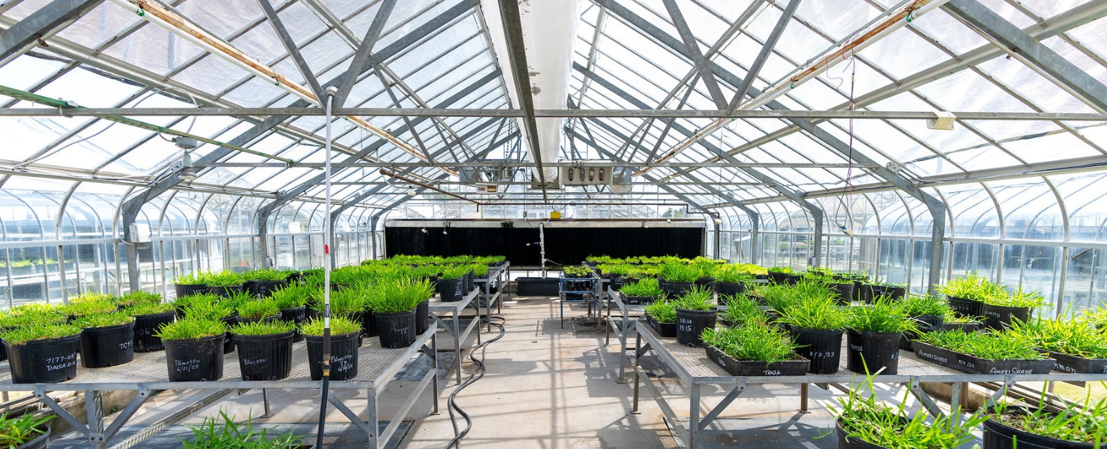 wide shot of turfgrass trays on tables in a greenhouse