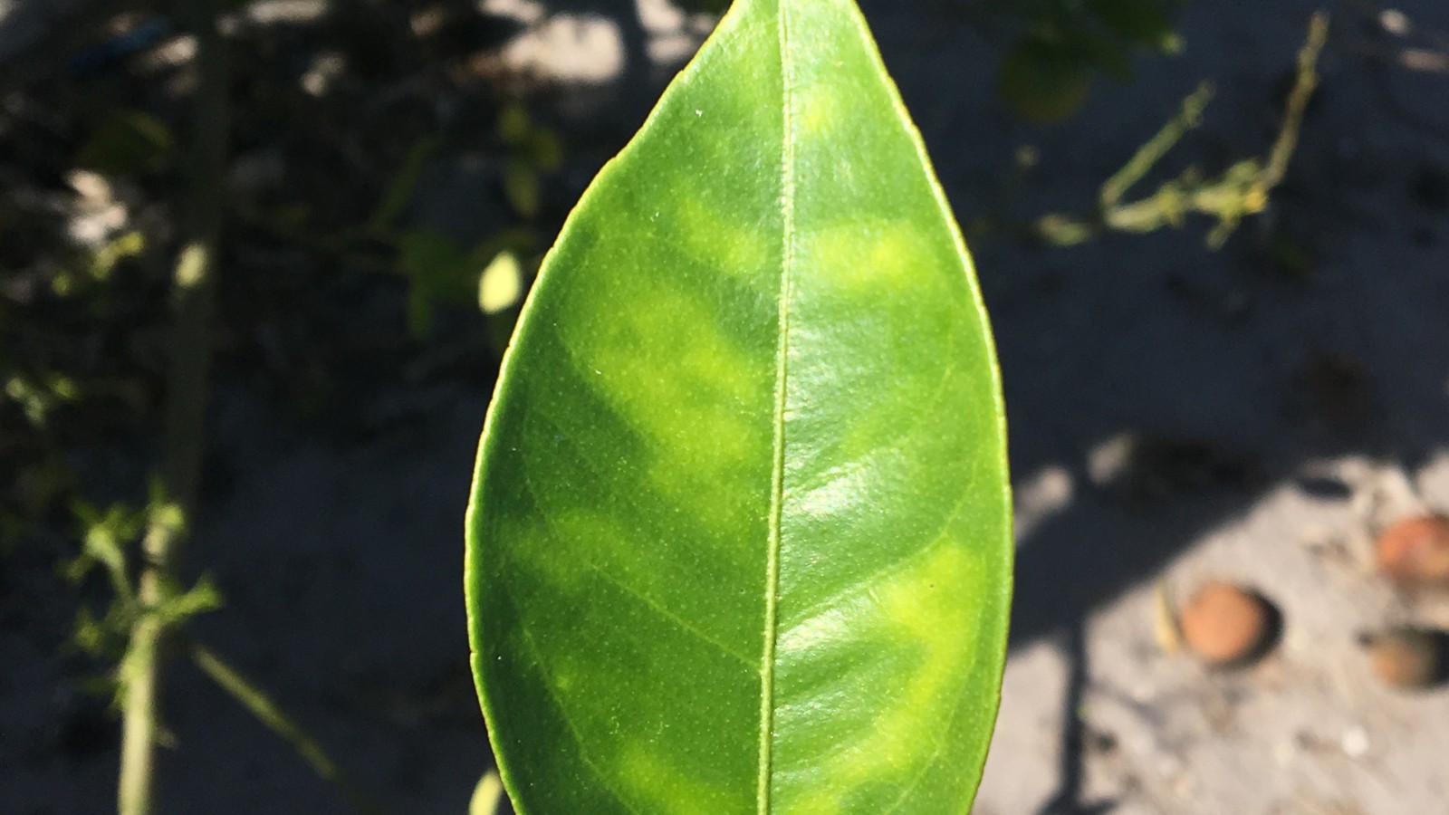 Close up of a leaf showing signs of citrus greening